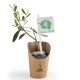 Plant d'olivier personnalisé