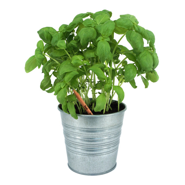 Crayon Sprout™ personnalisé