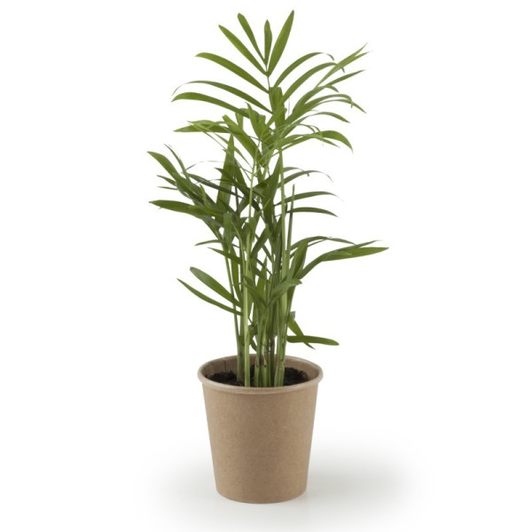 Plante dépolluante perosnnalisée