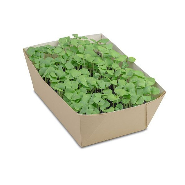 Barquette en papier bambou avec kit de plantation "YUCO"