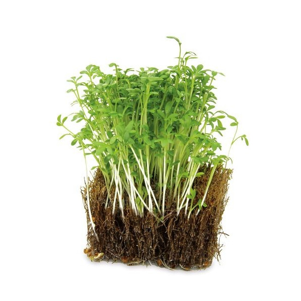 Mini carré de jardin personnalisé avec cube de coco et graines de cresson "MINO"