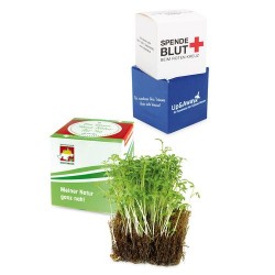 Mini carré de jardin personnalisé "MINO" - Petit kit de plantation coco et graines