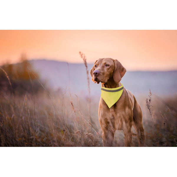 Collier réfléchissant pour chien GUSE personnalisé - vue 3